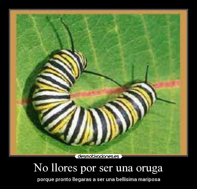 No llores por ser una oruga - porque pronto llegaras a ser una bellísima mariposa