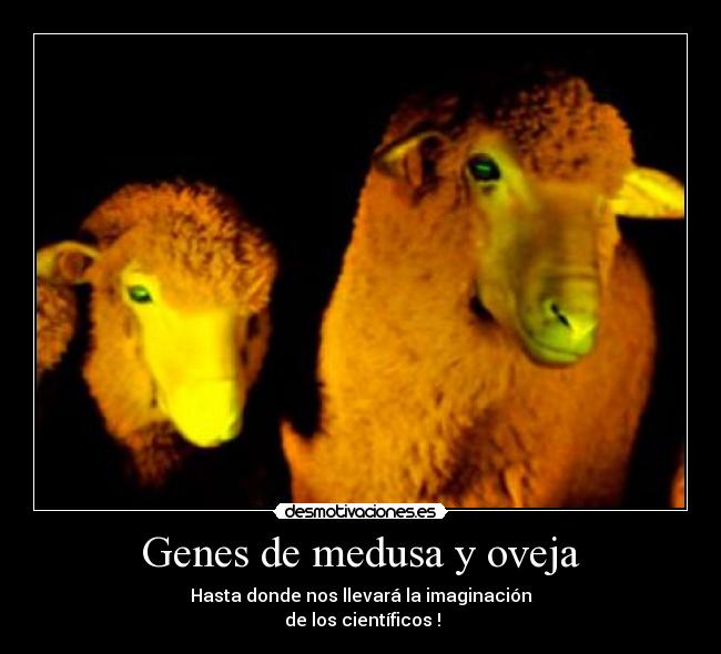 Genes de medusa y oveja - 