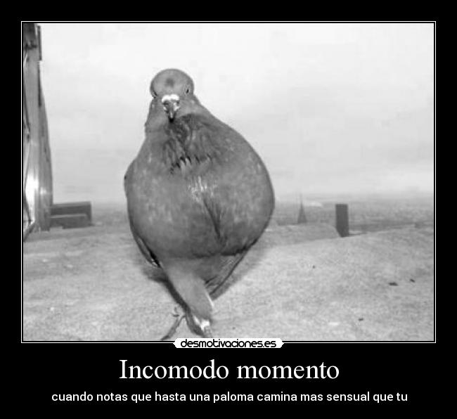 Incomodo momento - cuando notas que hasta una paloma camina mas sensual que tu