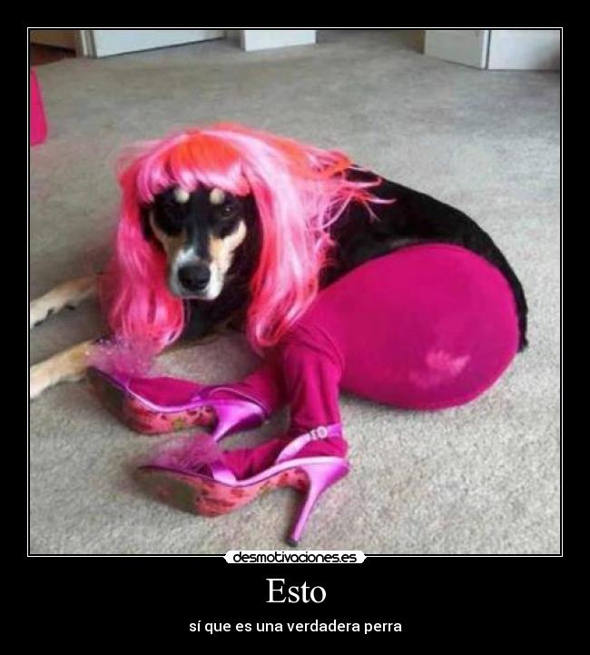 Esto - sí que es una verdadera perra