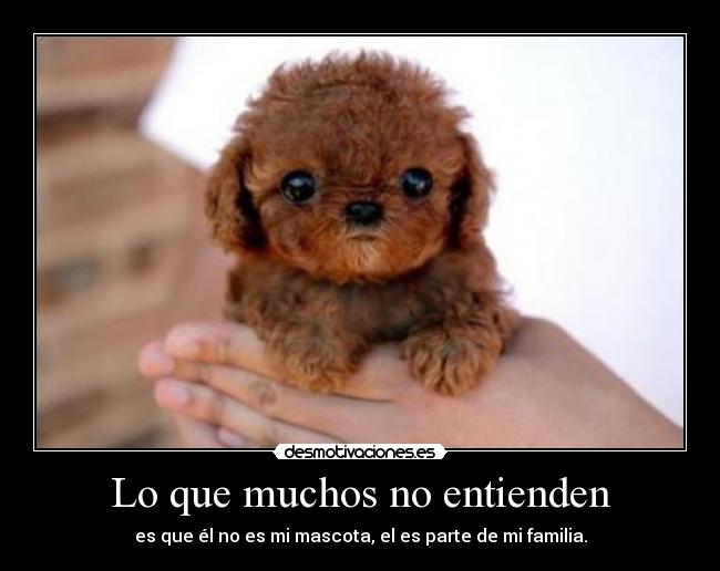 Lo que muchos no entienden - es que él no es mi mascota, el es parte de mi familia.