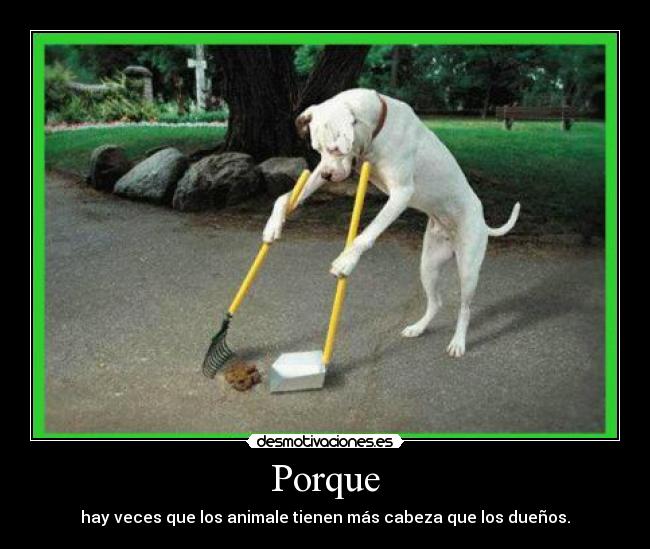 Porque - 