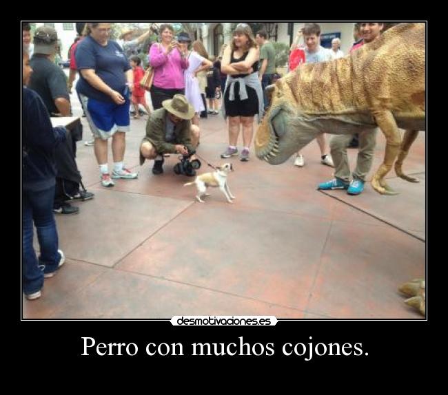 Perro con muchos cojones. - 