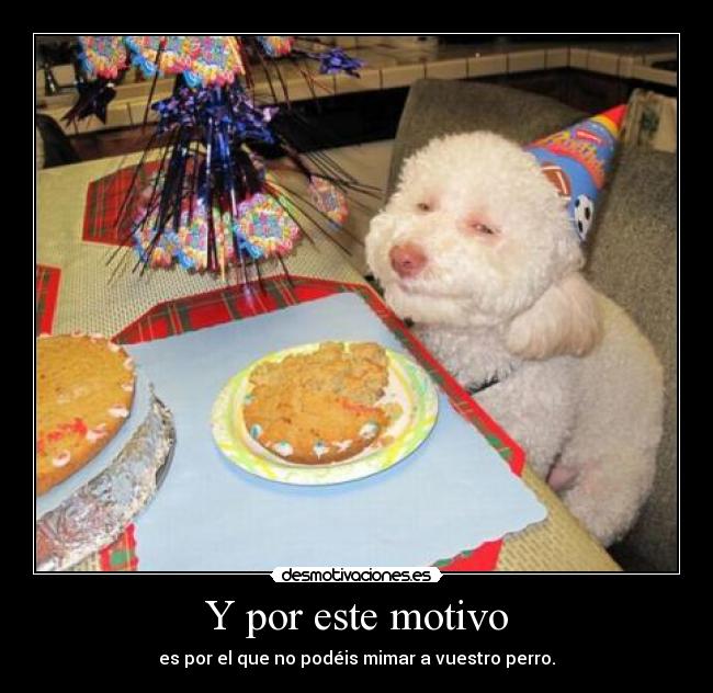 Y por este motivo - es por el que no podéis mimar a vuestro perro.