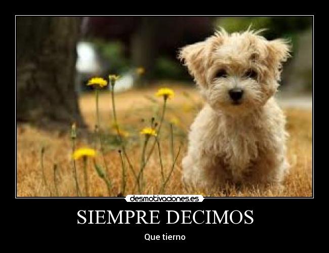 SIEMPRE DECIMOS - 