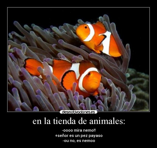 carteles animales pez desmotivaciones