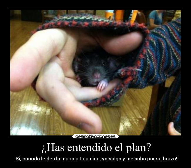 ¿Has entendido el plan? -