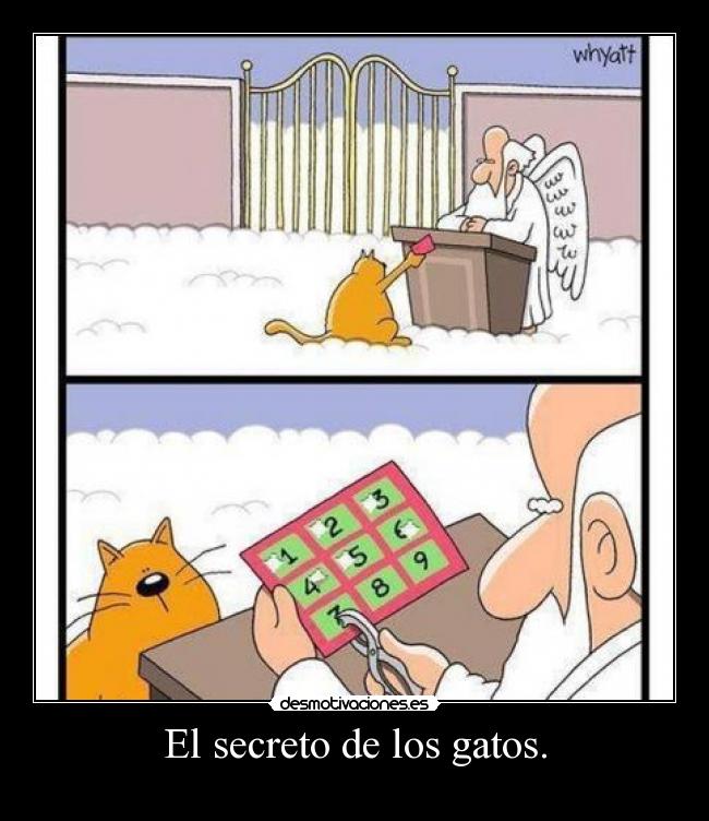 El secreto de los gatos. - 