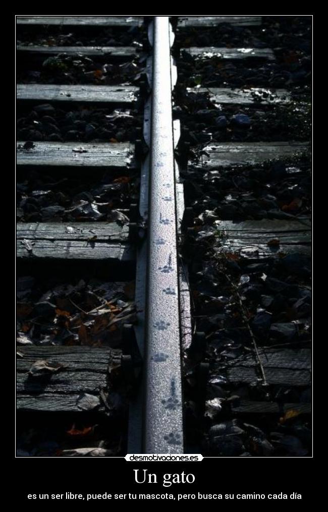 Un gato - es un ser libre, puede ser tu mascota, pero busca su camino cada día