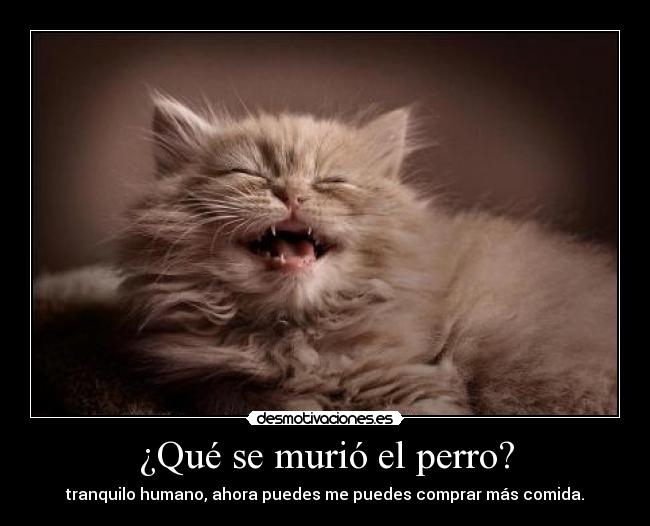¿Qué se murió el perro? - tranquilo humano, ahora puedes me puedes comprar más comida.