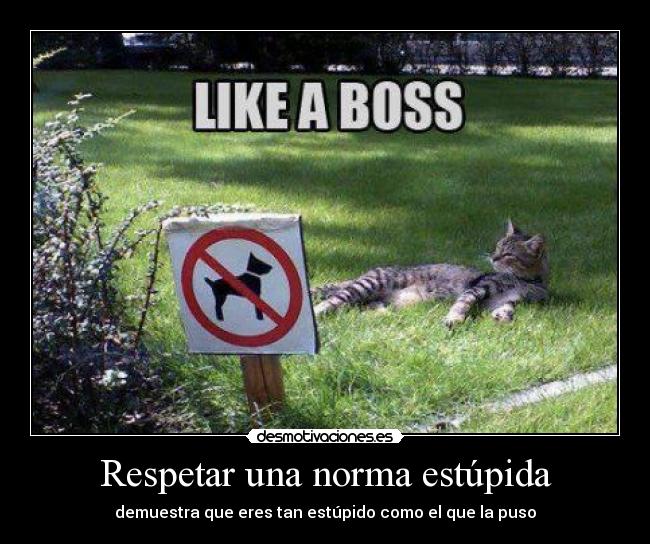 carteles xdd gatostonto alegroo veterinaria rompi friendzone ahora toca bueno desmotivaciones