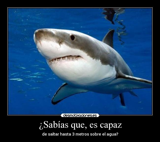 ¿Sabías que, es capaz - de saltar hasta 3 metros sobre el agua?