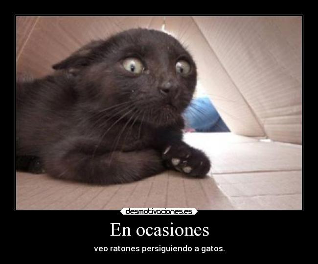 En ocasiones - veo ratones persiguiendo a gatos.