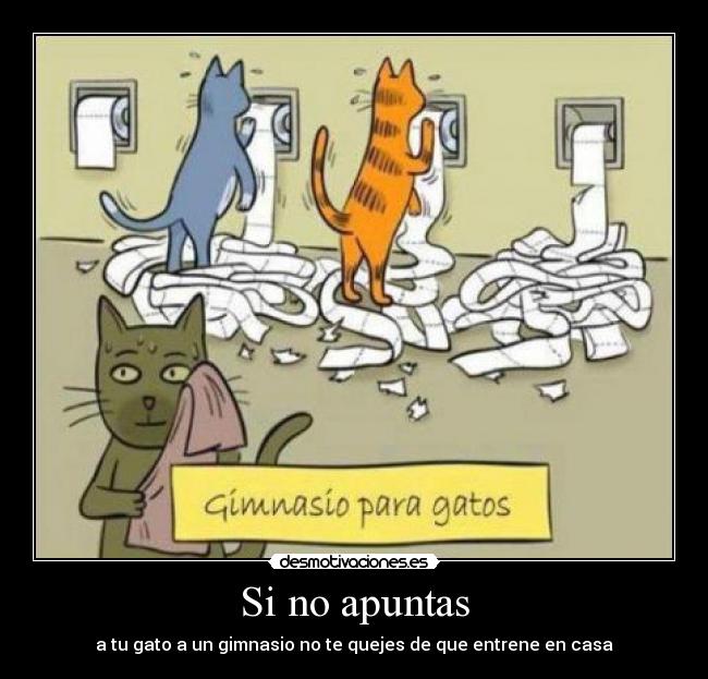 Si no apuntas - a tu gato a un gimnasio no te quejes de que entrene en casa
