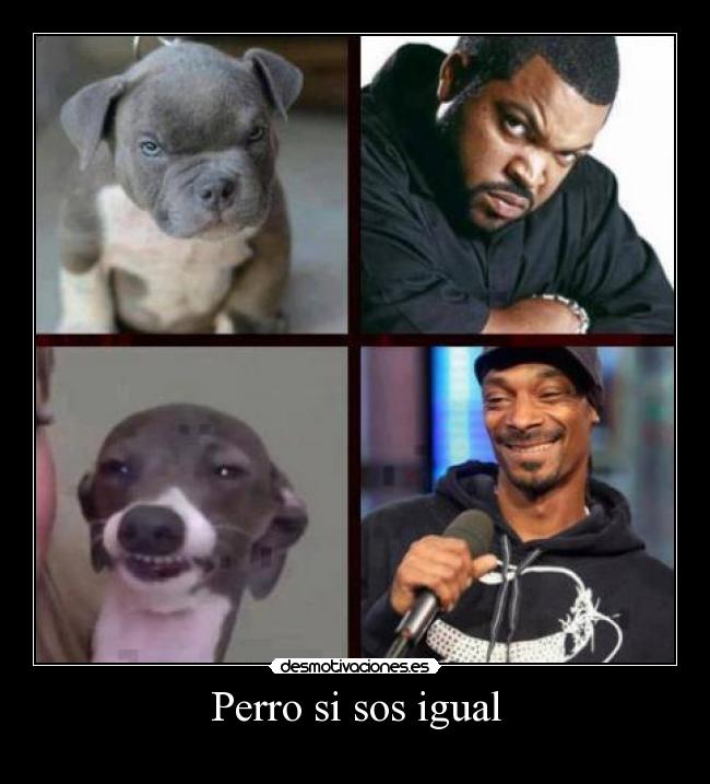 Perro si sos igual -