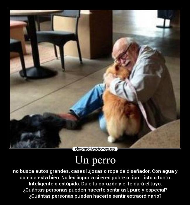 Un perro - no busca autos grandes, casas lujosas o ropa de diseñador. Con agua y
comida está bien. No les importa si eres pobre o rico. Listo o tonto.
Inteligente o estúpido. Dale tu corazón y el te dará el tuyo.
¿Cuántas personas pueden hacerte sentir así, puro y especial?
¿Cuántas personas pueden hacerte sentir extraordinario?