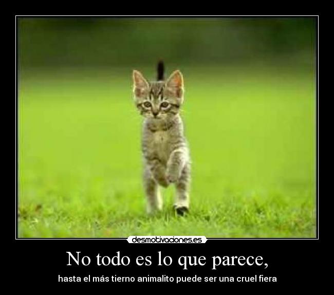 No todo es lo que parece, - hasta el más tierno animalito puede ser una cruel fiera