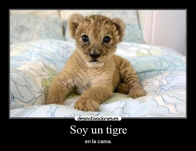 Soy un tigre - en la cama.