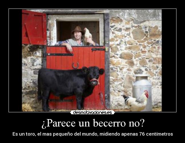 ¿Parece un becerro no? - Es un toro, el mas pequeño del mundo, midiendo apenas 76 centímetros