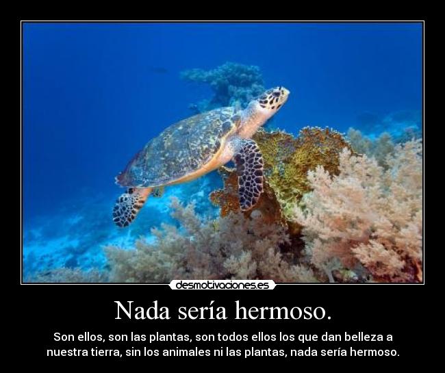 Nada sería hermoso. - Son ellos, son las plantas, son todos ellos los que dan belleza a
nuestra tierra, sin los animales ni las plantas, nada sería hermoso.