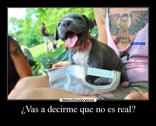 carteles dog desmotivaciones