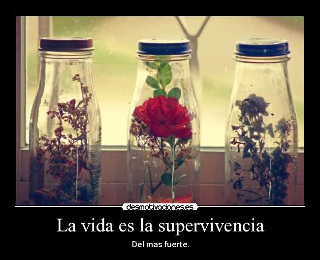 carteles vida safdsdfd desmotivaciones