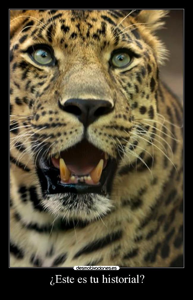 ¿Este es tu historial? - 