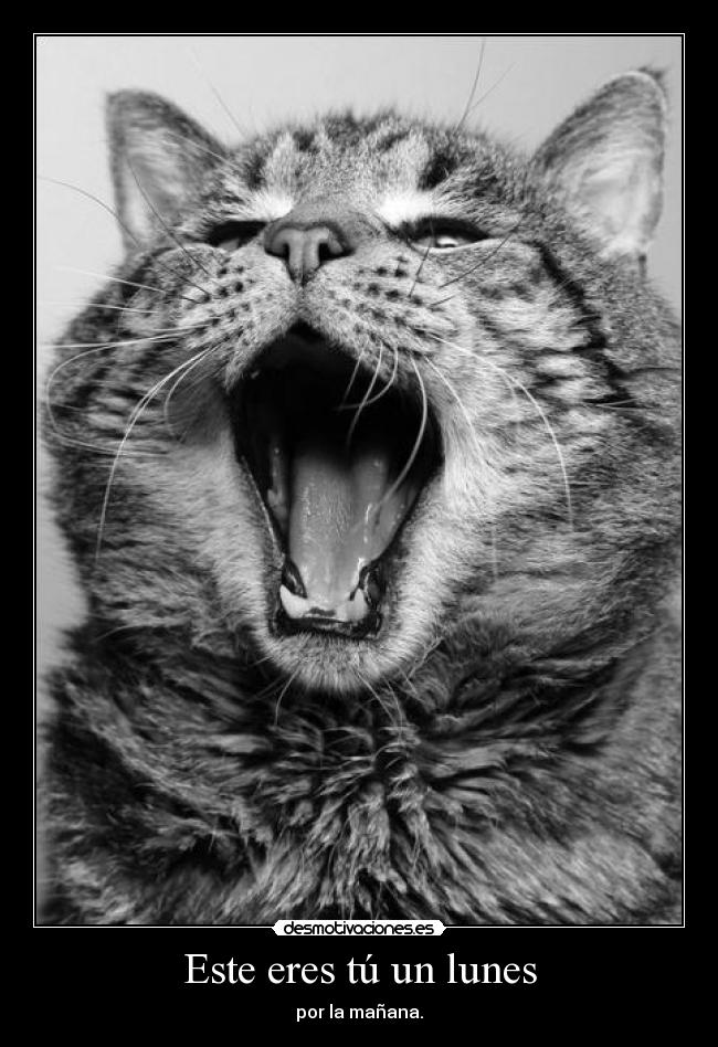 carteles gatitagrr desmotivaciones