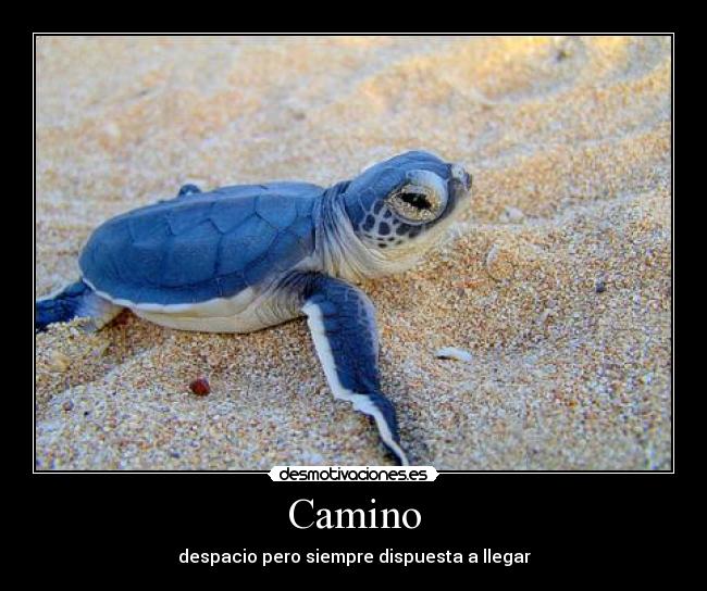 Camino - despacio pero siempre dispuesta a llegar