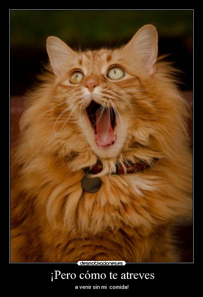 ¡Pero cómo te atreves -