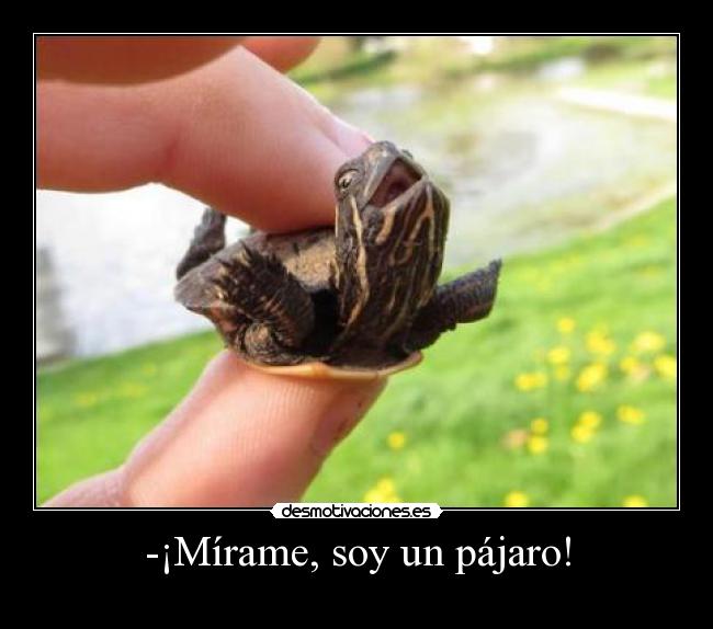 -¡Mírame, soy un pájaro! -