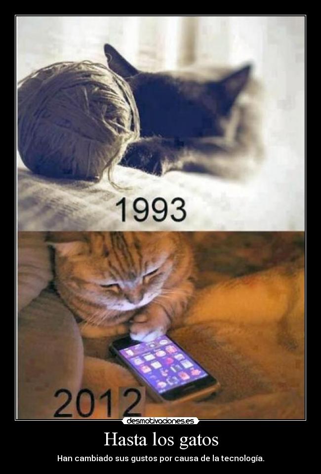 Hasta los gatos -
