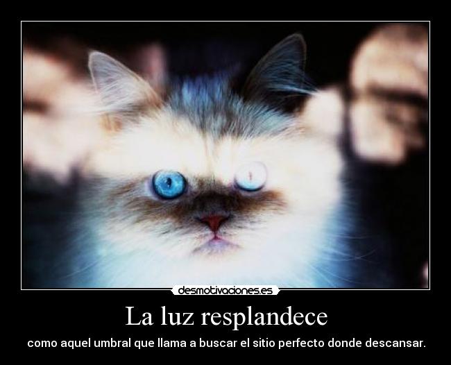 La luz resplandece - como aquel umbral que llama a buscar el sitio perfecto donde descansar.