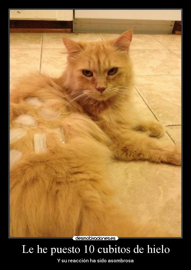 Le he puesto 10 cubitos de hielo - Y su reacción ha sido asombrosa