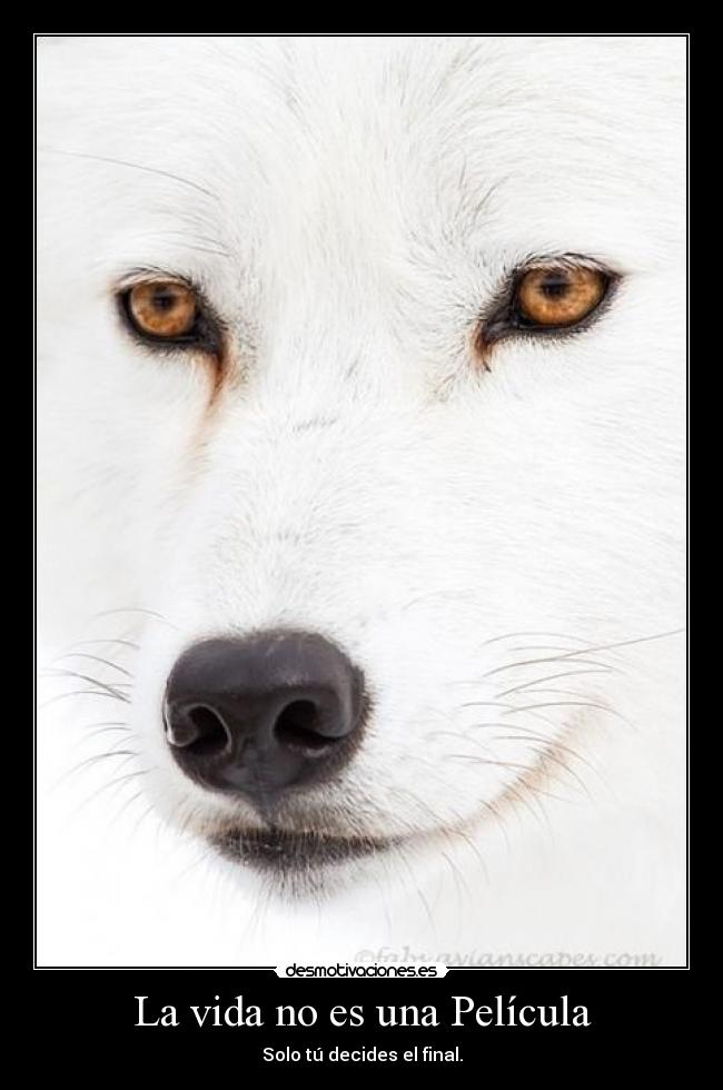 carteles vida katiwix pelicula desmotivaciones