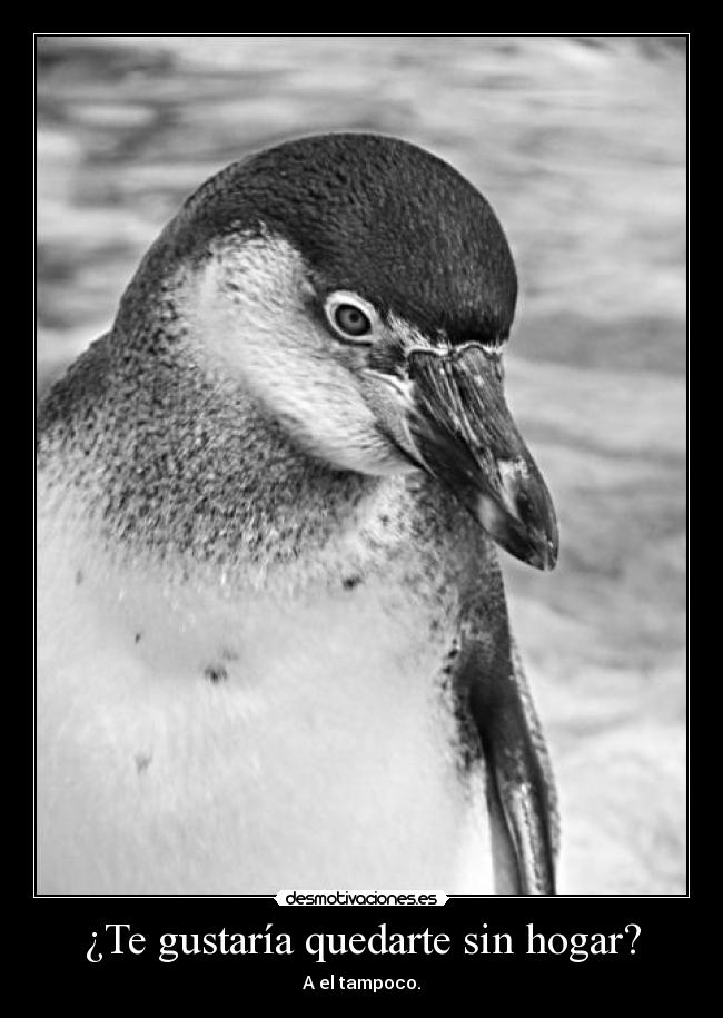 ¿Te gustaría quedarte sin hogar? - A el tampoco.