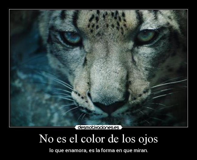 carteles guepardo soy zoofilico javprox111 desmotivaciones