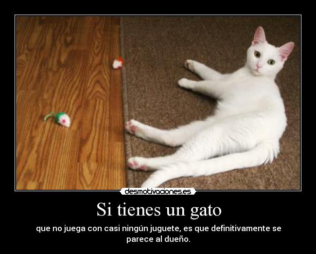 Si tienes un gato - que no juega con casi ningún juguete, es que definitivamente se parece al dueño.