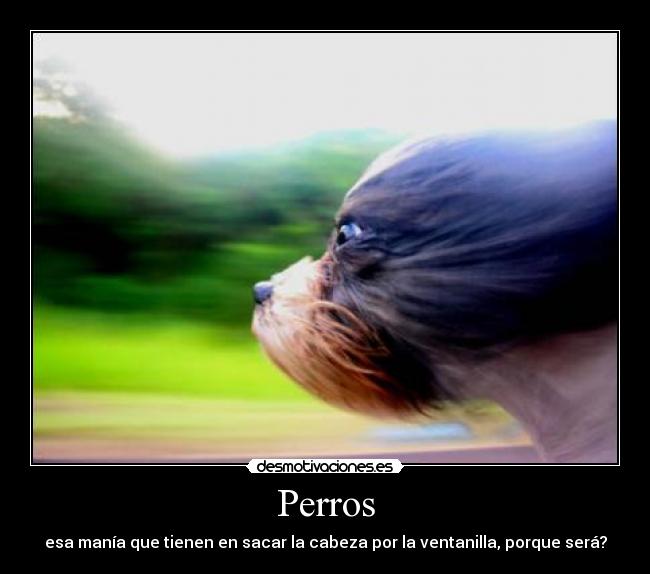 Perros - esa manía que tienen en sacar la cabeza por la ventanilla, porque será?
