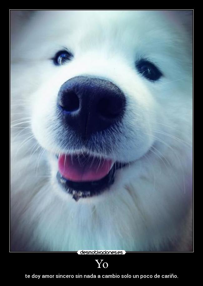 Yo - te doy amor sincero sin nada a cambio solo un poco de cariño.