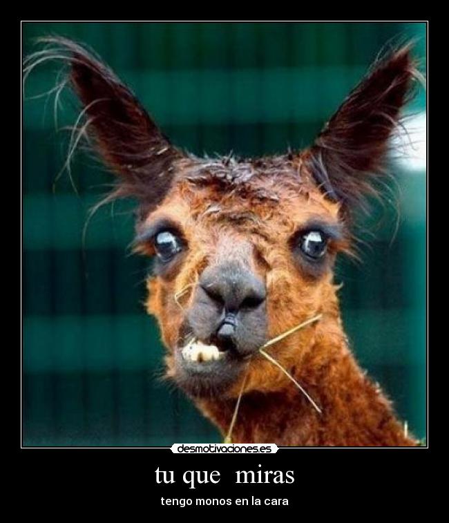 tu que miras - tengo monos en la cara