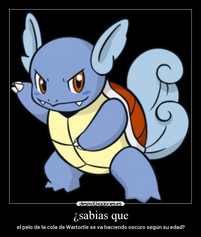 ¿sabias que - el pelo de la cola de Wartortle se va haciendo oscuro según su edad?