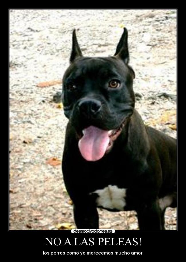 NO A LAS PELEAS! - los perros como yo merecemos mucho amor.