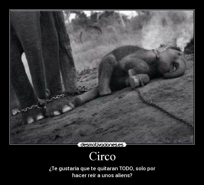 Circo -
