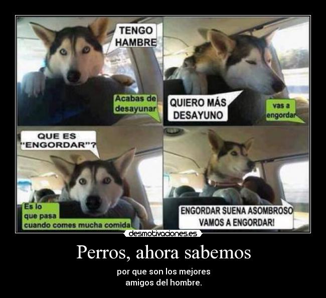 Perros, ahora sabemos -