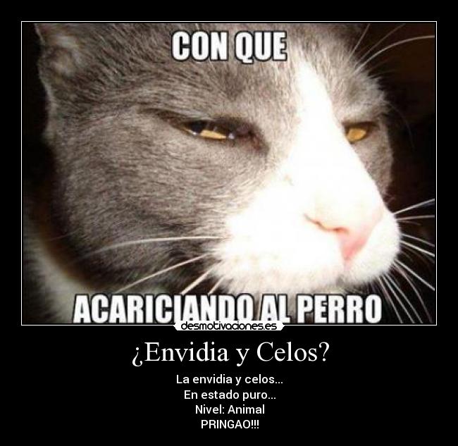 ¿Envidia y Celos? - La envidia y celos...
En estado puro...
Nivel: Animal
PRINGAO!!!