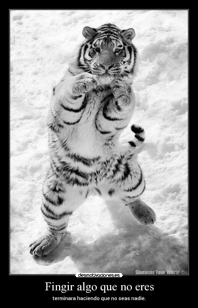 carteles tigre queria ser boxeador desmotivaciones