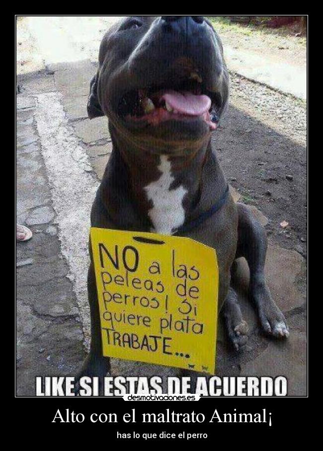 Alto con el maltrato Animal¡ - has lo que dice el perro