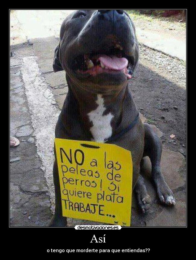 carteles perro maltrato animal desmotivaciones