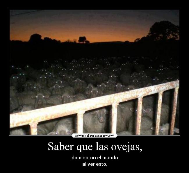 Saber que las ovejas, -